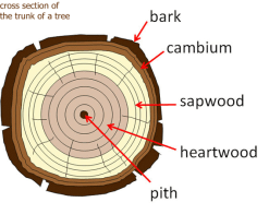 anatomy-of-a-tree